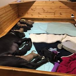 Great Dane All Grown Up from Pegasus Great Danes