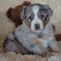 Australian Shepherd Puppies from Hammer Aussies