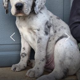 Companion Cross Puppies from DeMille Blue Bloods
