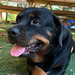 Molly - Rottweiler
