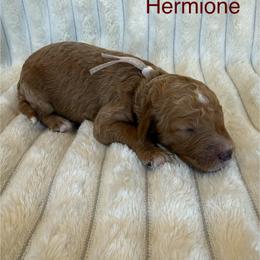 Hermione - Red  female Goldendoodle puppy in Conroe, Texas from Tails of Cypress