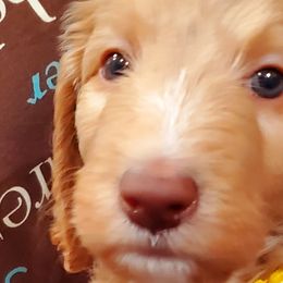 Boy 3 - Labradoodle puppy in Statesville, North Carolina from Labradoodles of the Foothills