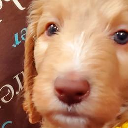 Boy 3 - Labradoodle puppy in Statesville, North Carolina from Labradoodles of the Foothills