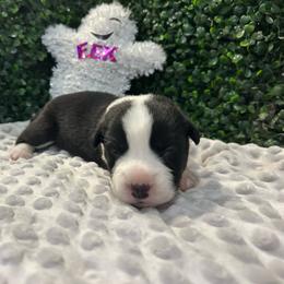 Banshee - Black and white female Cardigan Welsh Corgi puppy in Clio, Michigan from Old Oak Cardigans
