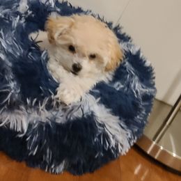 Aussiedoodle, Poodle, and Toy Australian Shepherd Puppies from Heartland Ranch
