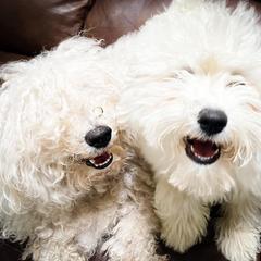 Puli All Grown Up from Bowmaker Pulik