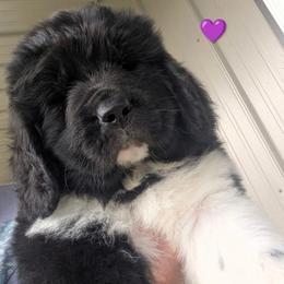 Newfoundland Landseer Female Purple Collar - White and black female Newfoundland puppy in Burfordville, Missouri from Umfleet Farms