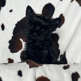 Orin - male Russian Salon Dog puppy in Kendallville, Indiana from Yorkies Kisses/Rusalka Siren Song