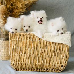 Pomeranian Puppies from Pomeranian Puppies