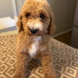 Dark blue boy - Red  male Goldendoodle puppy in Vian, Oklahoma from Dog Days Doodles