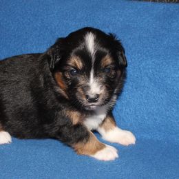 Rey - Black tri female Miniature American Shepherd puppy in Hillsdale, Michigan from Faithwalk Aussies and Mini American Shepherds