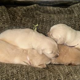 Girl 1 - Golden female Golden Retriever puppy in Graysville, Tennessee from Country Goldens and Mountain Top Cavaliers