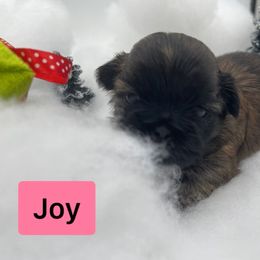 Shih Tzu Puppies from Sun Shih Tzu