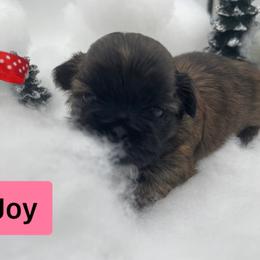 Shih Tzu Puppies from Sun Shih Tzu