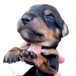 Black and Tan-Cream - Black and tan male Dachshund puppy in Medina, Ohio from STORIED DOXIES