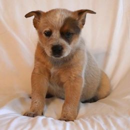 Strawberry - Red mottled female Australian Cattle Dog puppy in Buffalo Valley, Tennessee from Buffalo Valley Breeders