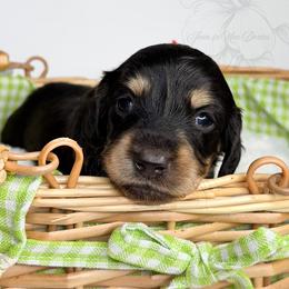 Aspen - Black and cream male Dachshund puppy in Redding, California from Jean & Mae Doxies
