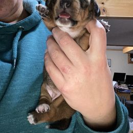 Dachshund, German Shepherd, and Miniature Australian Shepherd Puppies from Homestead Doxies and Shepherds