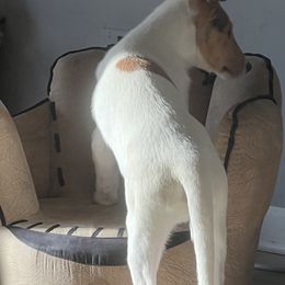 Collie Puppies from Lakeside Collies