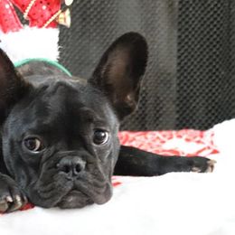Baloo - Brindle and white French Bulldog puppy in Lawrenceville, Georgia from Frenchie Nation LLC
