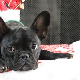 Baloo - Brindle and white French Bulldog puppy in Lawrenceville, Georgia from Frenchie Nation LLC
