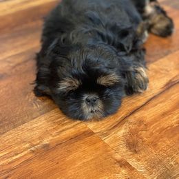 Shih Tzu Puppies from Pikes Peak Shih Tzu