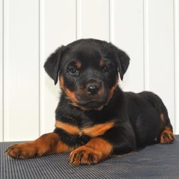 Miss Silver - Black and mahogany female Rottweiler puppy in Ethel, Washington from Titanenheim Rottweilers