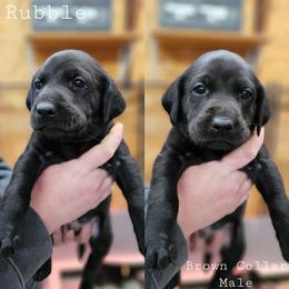 Rubble - Brown Collar - Black male Labrador Retriever puppy in Boyd, Minnesota from Lindley Labradors