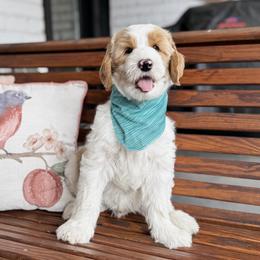 Stone - Red Collar - Parti male Goldendoodle puppy in The Woodlands, Texas from Golden Fields Doodles
