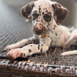 Dalmatian Puppies from Louisiana Roux Dalmatians