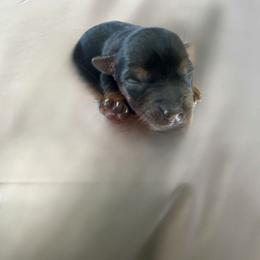 Girl 2 - Black and tan female Yorkshire Terrier puppy in Pomona, California from Lunio's Yorkies