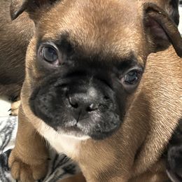 French Bulldog Puppies from Fishie's Frenchies