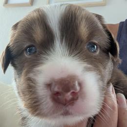 Coco - Red tri female Miniature Australian Shepherd puppy in Crockett, Texas from Pleasant Grove Aussies