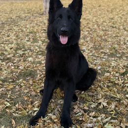 Kizzy - German Shepherd