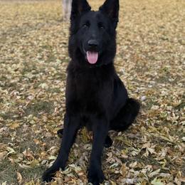 Kizzy - German Shepherd