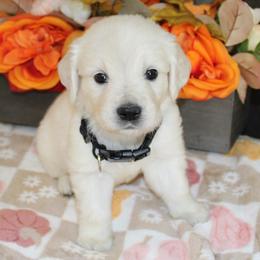 Buddy - Golden Retriever puppy from Sierra View English Creams
