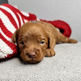Peace - Red male Double Doodle puppy in Orange, Texas from Walk with Me Doodles