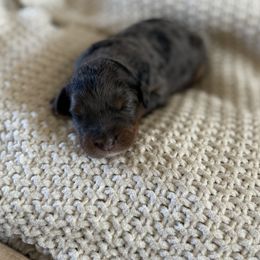 Stinson (Beach) - Blue merle male Bernedoodle puppy in Modesto, California from Central Valley Canine Companions
