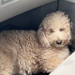 Little miss - Goldendoodle