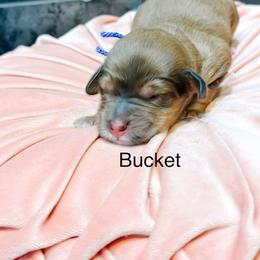 Bucket - Sable female Bernedoodle puppy in Pasco, Washington from Camp Doodle Woods