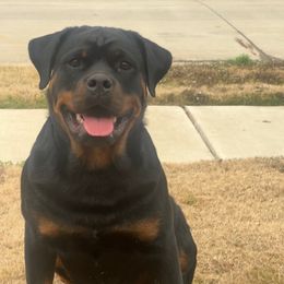 Rottweilers from High Class Rotts