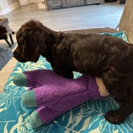 Boykin Spaniel, English Springer Spaniel, and Rat Terrier Puppies from 31 Pines Kennels