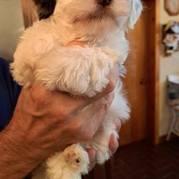Havanese Puppies from Tracy M. Reed