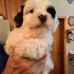 Havanese Puppies from Tracy M. Reed