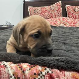 Blossom - Fawn female Cane Corso puppy in San Isidro, Texas from MTZCC Ranch, LLC