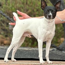 Rottweilers and Toy Fox Terriers from Blue Line Kennel