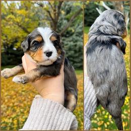 Martina - Merle female Bernedoodle puppy in Idaho Falls, Idaho from Idahome Doodle