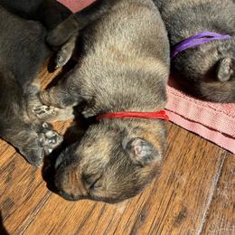 P'Red Male 1 - Sable male German Shepherd puppy in Alum Creek, West Virginia from Stay Wild K9