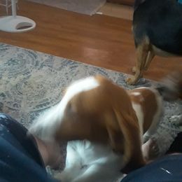 Basset Hounds from Foley Family Basset