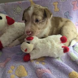 Frick - Red merle female Border Collie puppy in Tiskilwa, Illinois from First Harmony Farms